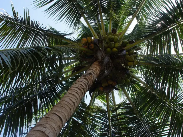 Pflanzen und Gewächshäuser im Frankfurter Palmengarten